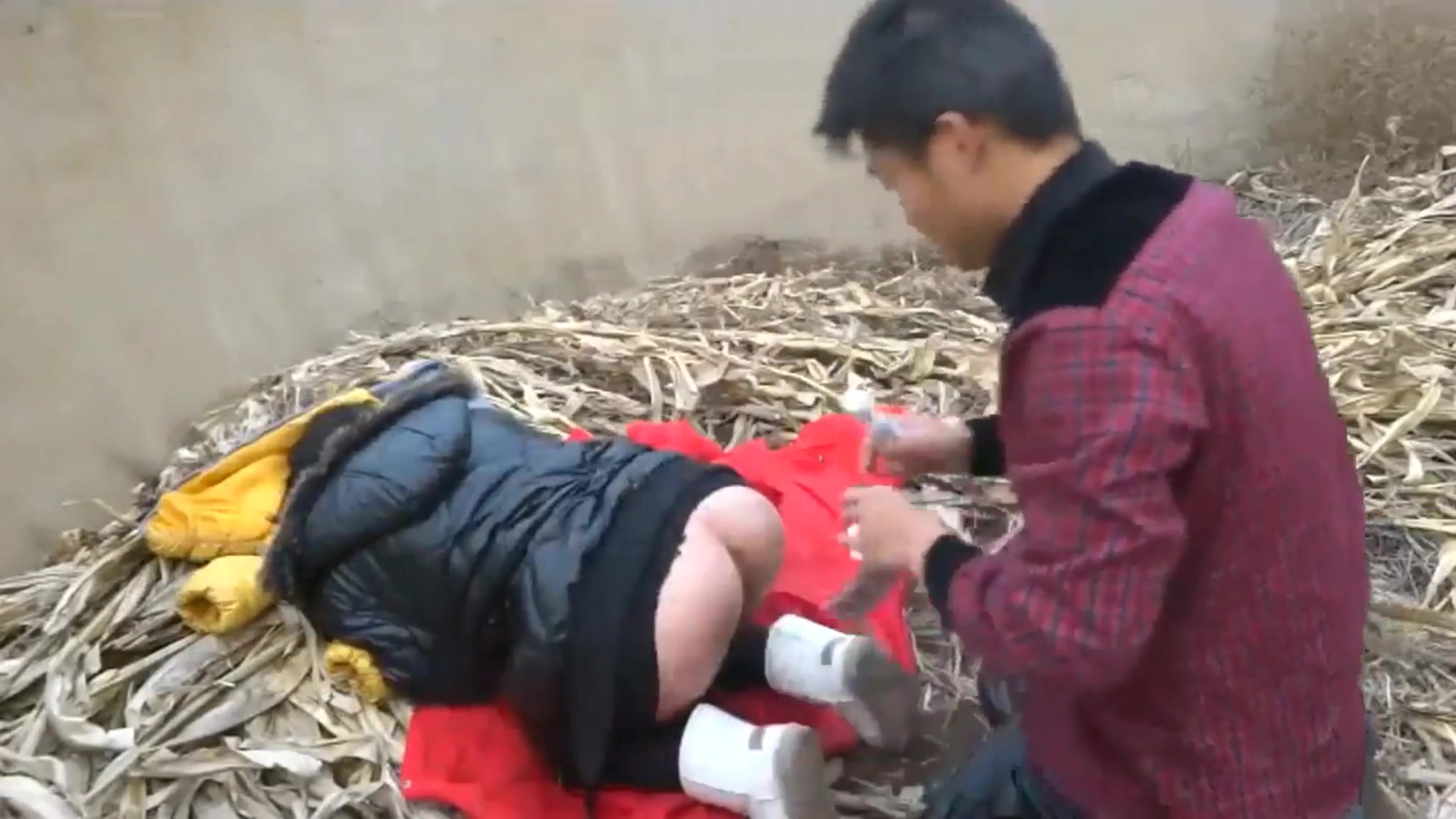 農村良家寂寞少婦郊外玉米桿堆上與大屌情人瘋狂啪啪野戰 口交翹臀後入輕輕壹搞就淫水直流 國語1080P高清